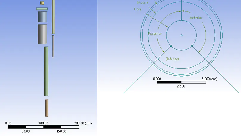 A Finite Difference Model For Induced Hypothermia During Shock